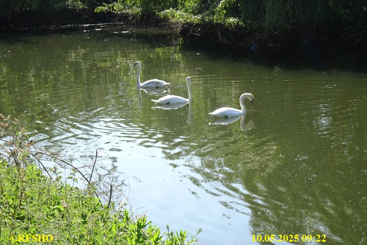 International Waendel walk