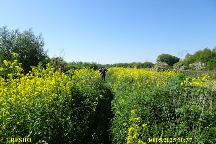 International Waendel walk