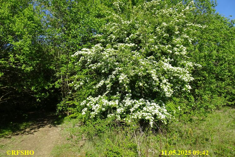 International Waendel walk