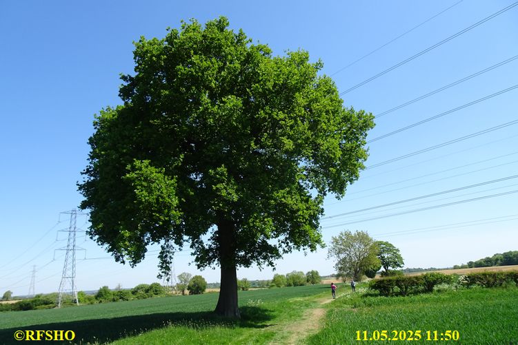 International Waendel walk