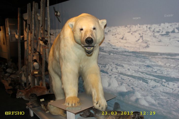 Hammerfest Eisbärenclub