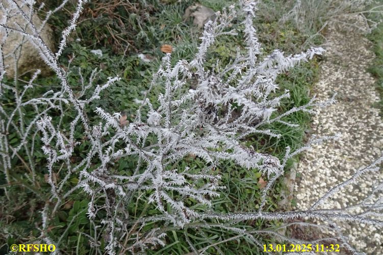 Ringstraße, Frost