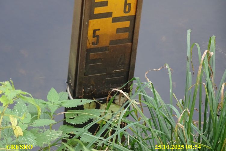 Isepegel, Lübingshorster Brücke