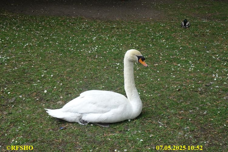 Stadtrundgang durch Brügge