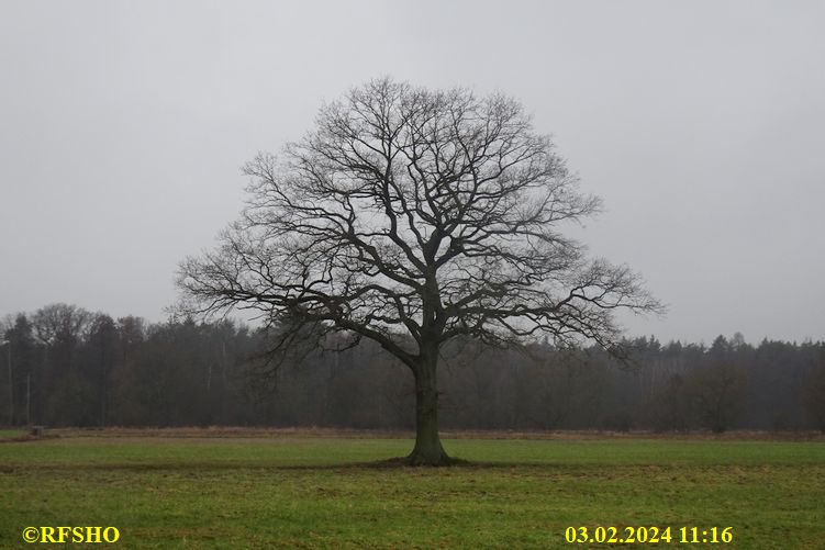 Marschstrecke, Eiche Neues Land Weg