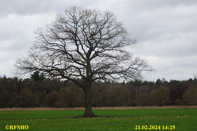 Marschstrecke, Eiche Neues Land Weg