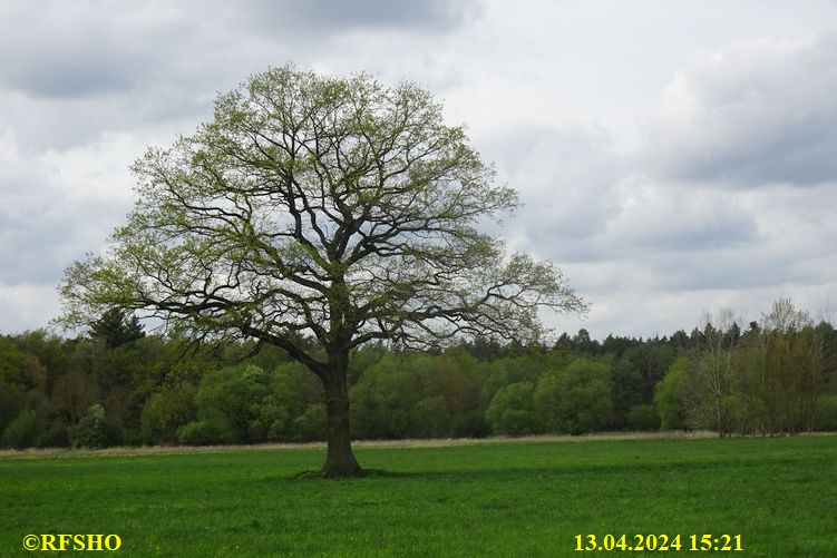 Marschstrecke, Eiche Neues Land Weg