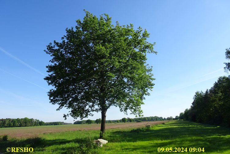 Marschstrecke, Eiche Preussagstraße