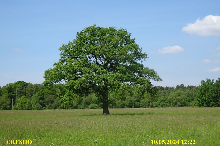 Marschstrecke, Eiche Neues Land Weg