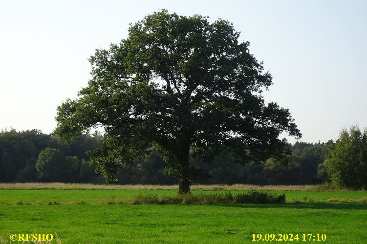 Marschstrecke, Eiche Neues Land Weg