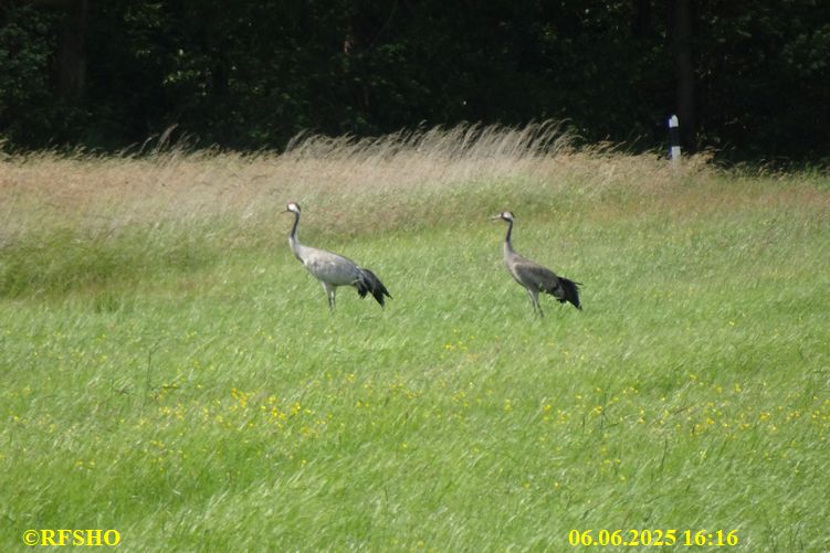 Ise, Lübingshorst Wiese