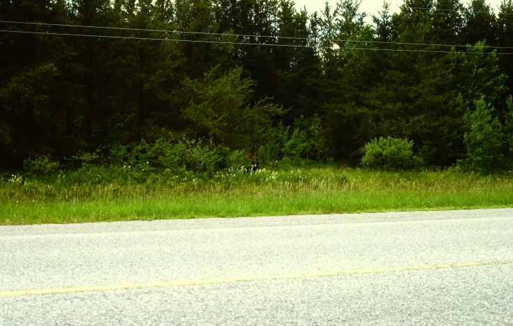 Ein Braunbär am Highway zum Lake Winnigpeg