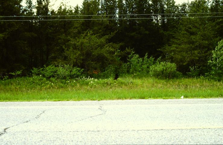 Ein Braunbär am Highway zum Lake Winnigpeg