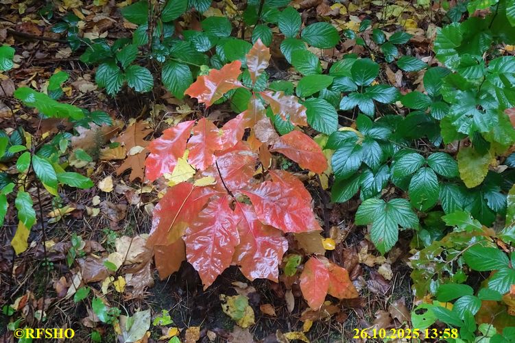 Marschstrecke FA 2168